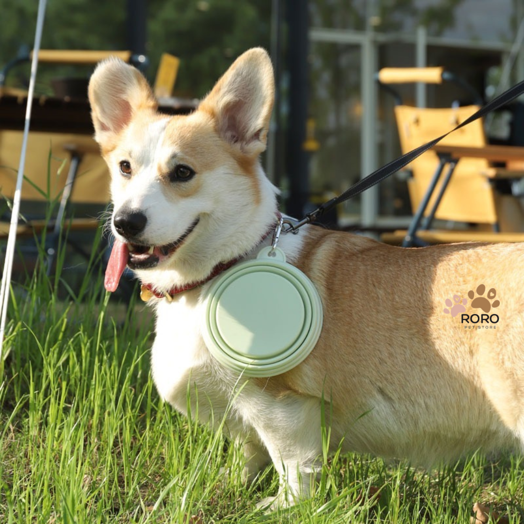 Collapsible Silicone Food & Water Travel Bowl with Clip - Pastel Green, Pastel Blue (12oz or 22oz)